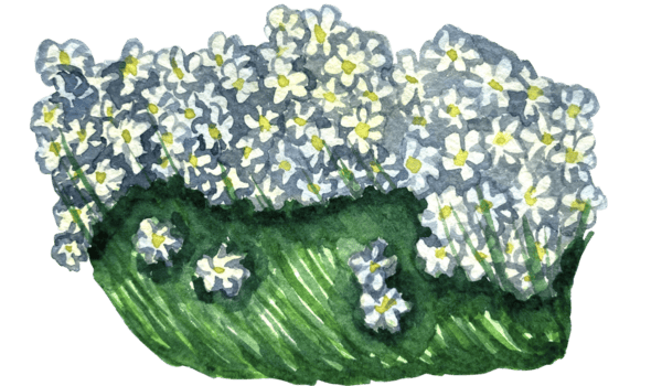 acquerello camomille erba Visualizza illustrazione. png