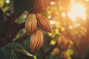 Close-up of ripe cacao pods hanging from a tree in bright sunlight, symbolizing the natural and sustainable production of cocoa in tropical regions. photo