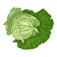 Head of white cabbage in foliage. Flat style. vector