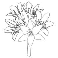 Lush small bouquet of lilies on a short stem, for your design. Doodle style. vector