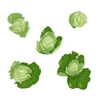 Set of white cabbage in leaves. Fresh vegetable. vector