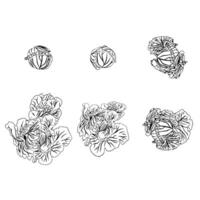 Medium set of white cabbage with growth stages. Doodle style. vector