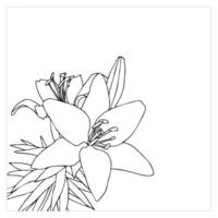 Frame for your design decorated in the lower left corner with a lily with two flowers and a bud. Doodle style. vector