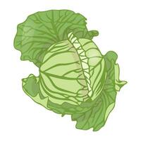 Head of white cabbage in leaves. Fresh vegetable. Flat lay. vector