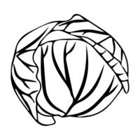 Simple head of cabbage for your design. Doodle style. vector