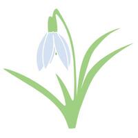 Cute snowdrop with leaves. First spring flower. Colorful botanical illustration. Trendy modern illustration isolated on white background vector