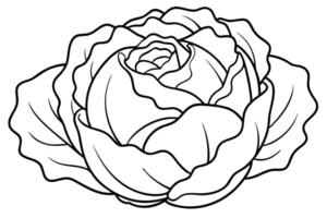 Cabbage enhances dishes with flavor and texture vector