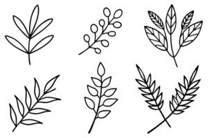 Branches and leaves play a role in photosynthesis process vector
