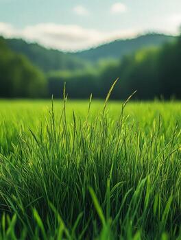 Lush green grass in a serene landscape with distant hills under a soft sky. photo