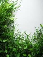 A frame of green grass and leaves surrounding a blank space for text or design. photo