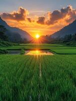 A serene sunset over lush rice fields, reflecting nature's beauty and tranquility. photo