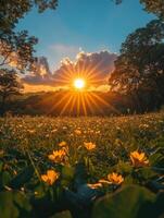 A vibrant sunset over a field of yellow flowers, creating a peaceful natural scene. photo