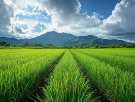 Lush green rice fields stretch towards mountains under a dramatic sky. photo