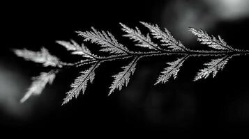 Intricate Frost Patterns on Delicate Branch Winter Nature Closeup Photography photo