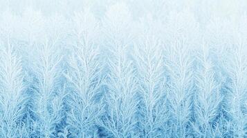 Serene Winter Wonderland Frost Covered Branches Blue Hues Nature Background photo