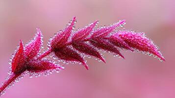 Vibrant Pink Plant Branch with Dew Drops Macro Photography Nature Close up photo
