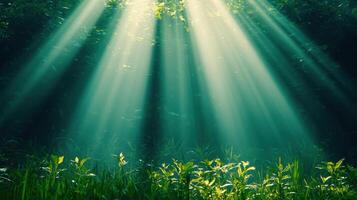 Mystical Forest Scene Sunbeams Illuminating Lush Green Undergrowth photo