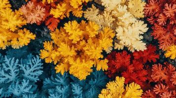 Vibrant Autumnal Foliage Colorful Abstract Plant Texture Background photo