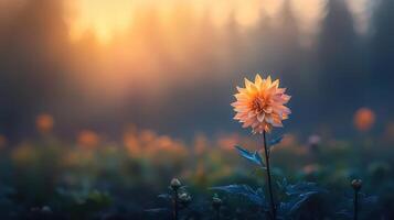 Serene Sunset Dahlia Flower in Soft Focus Field Peaceful Nature Scene photo