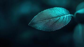 Close up Teal Leaf Vein Detail Nature Macro Photography Botanical Abstract Background photo