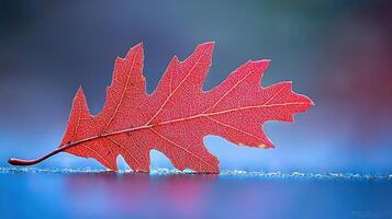 Single Red Oak Leaf Close up Autumn Nature Photography Vibrant Fall Colors Detailed Leaf Veins photo