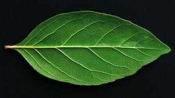 Vibrant Green Leaf Macro Photography Detailed Leaf Veins Nature Texture Botanical Background photo