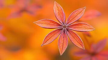 Autumnal Orange Flower Close up Detailed Macro Shot of a Star Shaped Blossom against a Blurred photo