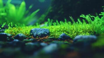 Lush Green Aquatic Moss Rocks and Plants in Vibrant Underwater Scene photo