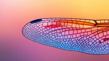 Close up of Vibrant Dragonfly Wing Intricate Vein Detail Colorful Insect Wing Texture Nature Macro photo