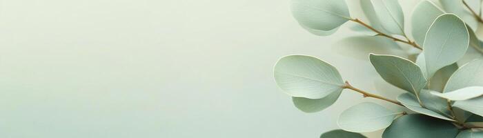 A calming gradient background smoothly transitions from soft sage green to a creamy neutral tone, providing an elegant backdrop perfect for text and design elements photo
