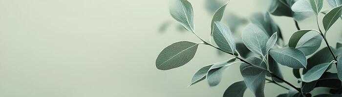 A soothing gradient background blends soft sage green with a creamy neutral tone, ideal for modern designs and providing ample space for text overlays while maintaining a fresh feel photo