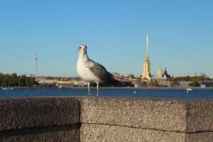 Seagull of concrete near the sea of the river. Seabirds animals photo