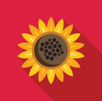 Sunflower blooming with yellow petals and brown center on red background vector
