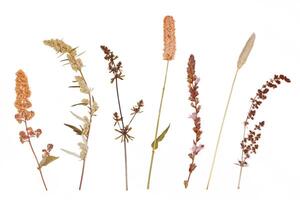 Herbarium. Dried plant, wild grass and flowers. Isolated lements on a white background photo