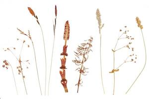 Herbarium. Dried swamp plants and grass. Isolated lements on a white background photo
