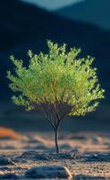 A small tree is standing in a desert. The tree is surrounded by rocks and the sky is in the background. Concept of solitude and isolation, as the tree stands alone in the barren landscape photo