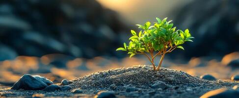 A small tree is growing in a rocky area. Concept of resilience and hope, as the tree is able to grow and thrive in an unlikely environment photo