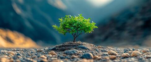 A small tree is growing on a rocky hillside. Concept of resilience and hope, as the tree is able to thrive in a harsh environment photo