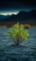 A small green plant is growing in the desert. The sky is dark and cloudy, and the mountains in the background are shrouded in mist. Concept of solitude and isolation photo