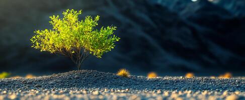 A small tree is growing on a rocky hillside. The tree is surrounded by rocks and he is the only living thing in the area. Concept of solitude and isolation photo