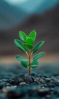 A small green plant is growing in the dirt. The plant is surrounded by rocks and the sky is in the background. Concept of growth and resilience, as the plant is able to thrive in a harsh environment photo
