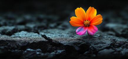 A single orange flower is on a rocky surface. The flower is the only thing in the image, and it is the main focus. The image has a simple and minimalistic feel photo