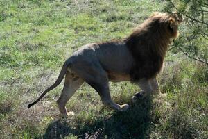 Lion Walking Grassland Safari - A lone lion walks through tall green grass in a sunny African safari. photo