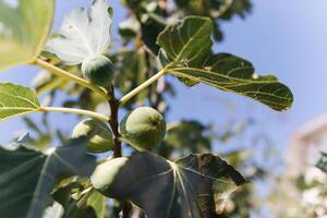 Figs with green leaves and small green fruits. The fruits are collected together on the branches. The sky is clear and blue. photo