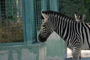 Zebra Zoo Enclosure Animal - A zebra stands by the fence of its enclosure at a zoo. photo