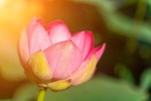 A pink lotus flower sways in the wind. Against the background of their green leaves. Lotus field on the lake in natural environment. photo