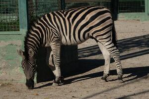 Zebra Zoo Enclosure Grazing. Plains Zebra peacefully grazing in a zoo enclosure, daytime, showcasing its stripes. photo