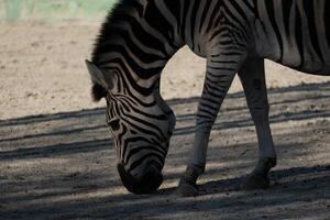 Zebra, Grazing, Enclosure - A zebra grazes in a sandy enclosure, showcasing its distinctive black and white stripes. photo