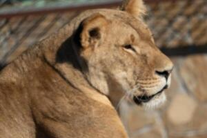Lioness Zoo Enclosure Resting photo