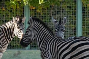 Zebras Enclosure Zoo Animals. Three zebras stand in a zoo enclosure, likely for conservation and public display. Summer daytime scene. photo